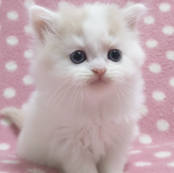 スコティッシュフォールド(立ち耳)【愛知県・女の子・2023年10月31日・クリームタビーホワイトバン（ロングヘアー）】の写真「ピンクのお鼻と肉球で甘えっ子の女の子♪」