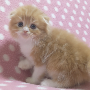 スコティッシュフォールド(折れ耳)【愛知県・女の子・2023年3月28日・レッドタビーホワイト（ロングヘアー）】の写真「5頭兄妹毎日わちゃわちゃ過ごしてます♪」