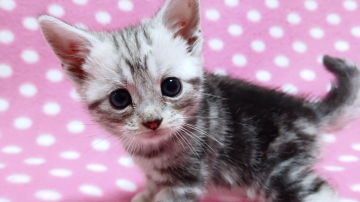 アメリカンショートヘア【愛知県・女の子・2019年10月8日・シルバータビー】の写真「たくさんの兄妹で、楽しく元気に育っています♪」