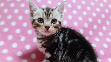 アメリカンショートヘア【愛知県・男の子・2019年12月6日・シルバータビー】の写真「柄はっきりのイケメン君♪」