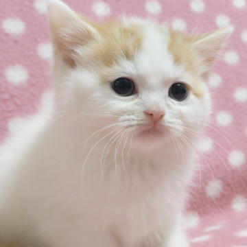 スコティッシュフォールド(立ち耳)【愛知県・女の子・2022年12月20日・レッドタビーホワイトバン】の写真「温厚で大人しい可愛い女の子♪」