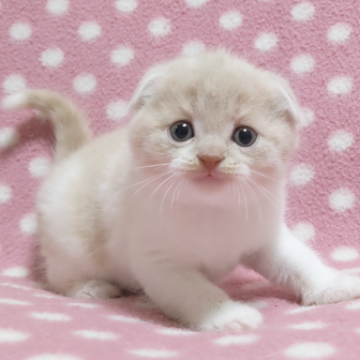 スコティッシュフォールド(折れ耳)【愛知県・男の子・2023年3月5日・クリームタビーホワイト】の写真「お耳ぺったり♪甘えっ子のたれ目くん♪」