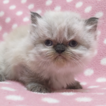 ヒマラヤン【愛知県・女の子・2023年10月8日・シールポイント】の写真「愛嬌いっぱい♪人懐っこくて可愛い子♪」