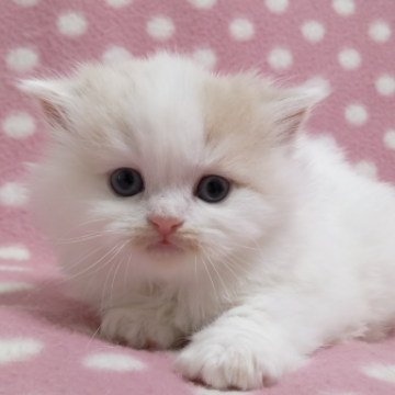 スコティッシュフォールド(立ち耳)【愛知県・女の子・2022年11月23日・クリームホワイト（ロングヘアー）】の写真「優しくて懐っこい女の子♪可愛い雪だるま3兄妹♪」