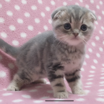 スコティッシュフォールド(折れ耳)【愛知県・男の子・2023年3月18日・ブルータビー】の写真「ぺったりお耳でまん丸お顔♪元気な男の子♪」