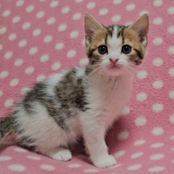 スコティッシュフォールド(立ち耳)【愛知県・男の子・2023年9月5日・ブラウンタビーホワイト】の写真「温厚で優しいくりくりおめめの男の子♪」