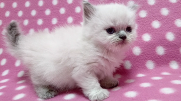 ヒマラヤン【愛知県・女の子・2018年9月29日・ブルーポイント】の写真「とっても可愛い性格です♪」