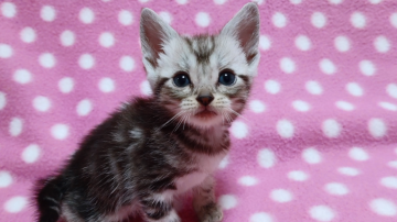 アメリカンショートヘア【愛知県・男の子・2020年5月14日・シルバータビー】の写真「元気いっぱい♪みんなで毎日ワチャワチャ遊んでいます」