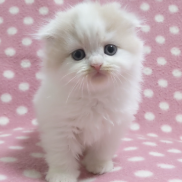 スコティッシュフォールド(折れ耳)【愛知県・女の子・2023年10月31日・クリームタビーホワイトバン（ロングヘアー）】の写真「ピンクのお鼻と肉球♪人懐っこい困り顔さん♪」