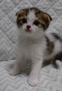 スコティッシュフォールド【愛知県・男の子・2016年9月1日・ブラウンマッカレルタビーホワイト】の写真「元気いっぱいの男の子です♪」