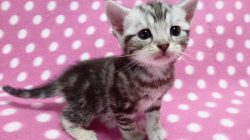 アメリカンショートヘア【愛知県・女の子・2018年5月8日・シルバータビー】の写真「とっても可愛い女の子♪」