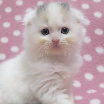 スコティッシュフォールド(折れ耳)【愛知県・女の子・2024年5月22日・ブルーパッチドタビーホワイト（ロングヘアー）】の写真「優しい毛色♪優しい瞳♪可愛い女の子♪」