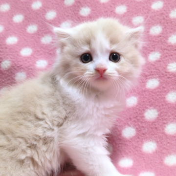 スコティッシュフォールド(立ち耳)【愛知県・女の子・2024年6月25日・クリームホワイト（ロングヘアー）】の写真「優しい毛色のとっても可愛い女の子♪」