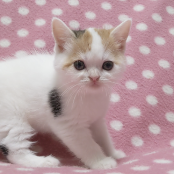 スコティッシュフォールド(立ち耳)【愛知県・女の子・2023年6月23日・ブラウンパッチドタビーホワイト】の写真「可愛い毛色の元気で遊び好きさん♪」