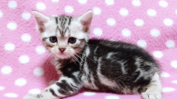 アメリカンショートヘア【愛知県・女の子・2019年12月6日・シルバータビー】の写真「優しい性格の両親の元で元気に育っています♪」