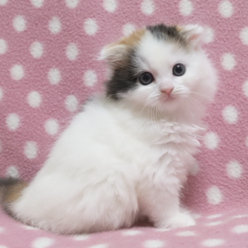 スコティッシュフォールド(折れ耳)【愛知県・女の子・2023年1月30日・キャリコ（ロングヘアー）】の写真「白が多めのキレイな三毛猫さん♪甘えっ子♪」