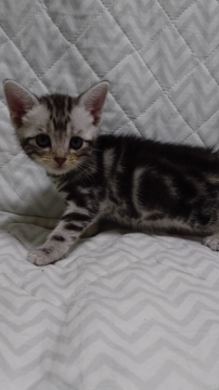 アメリカンショートヘア【愛知県・女の子・2016年9月14日・シルバータビー】の写真「キレイなクラシックタビー柄」