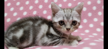 アメリカンショートヘア【愛知県・女の子・2021年3月9日・シルバータビー】の写真「人懐っこい遊び好きさん♪元気いっぱい♪」