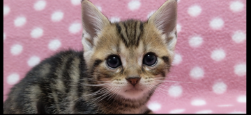 アメリカンショートヘア【愛知県・男の子・2020年9月26日・ブラウンタビー】の写真「元気いっぱい6兄妹♪毎日ワチャワチャしています♪」