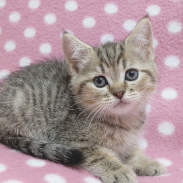 スコティッシュフォールド(立ち耳)【愛知県・男の子・2024年5月19日・ブラウンマッカレルタビー】の写真「元気で愛嬌いっぱい甘えん坊くん♪」