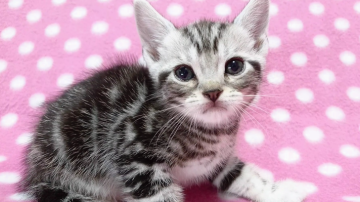 アメリカンショートヘア【愛知県・男の子・2018年6月29日・シルバータビー】の写真「くりくりおめめでキレイなシルバータビーの男の子♪」