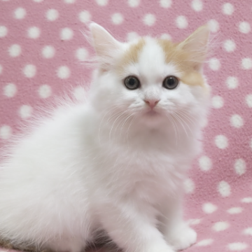 スコティッシュフォールド(立ち耳)【愛知県・女の子・2023年9月5日・レッドタビーホワイトバン】の写真「白多めのキレイな毛色♪おっとり優しい女の子♪」