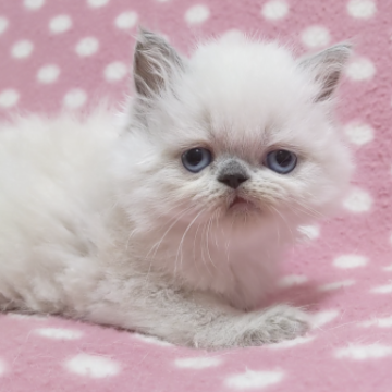 ヒマラヤン【愛知県・男の子・2023年6月3日・ブルーポイント】の写真「遊び好き♪甘えっ子♪可愛いよ♪」