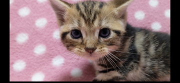 アメリカンショートヘア【愛知県・女の子・2020年8月23日・ブラウンタビー】の写真「キレイなブラウンタビーの柄です♪元気な兄妹です♪」