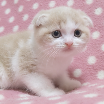 スコティッシュフォールド(折れ耳)【愛知県・男の子・2023年8月5日・クリームタビーホワイト】の写真「お母さん大好き甘えん坊くん♪」