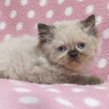 ヒマラヤン【愛知県・男の子・2023年5月27日・シールポイント】の写真「人懐っこい遊び好きの男の子♪」