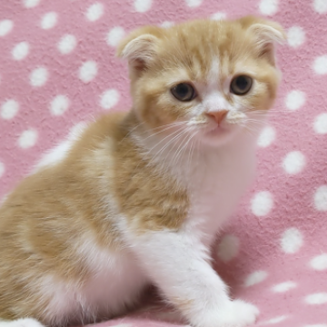スコティッシュフォールド(折れ耳)【愛知県・女の子・2022年9月27日・レッドタビーホワイト】の写真「お母さんが大好きな遊び好きな女の子♪」
