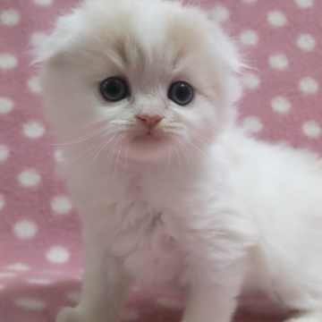 スコティッシュフォールド(折れ耳)【愛知県・男の子・2023年10月31日・クリームタビーホワイトバン（ロングヘアー）】の写真「ピンクのお鼻と肉球♪温厚なたれ目くん♪」