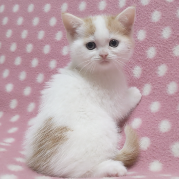 スコティッシュフォールド(立ち耳)【愛知県・女の子・2023年12月5日・レッドタビーホワイト】の写真「お母さん大好き振り返り美人さん♪」