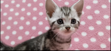 アメリカンショートヘア【愛知県・男の子・2020年8月20日・シルバータビー】の写真「キレイな柄の仲良し兄妹♪」