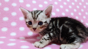 アメリカンショートヘア【愛知県・男の子・2019年7月24日・シルバータビー】の写真「遊び好きな元気な5兄妹♪」