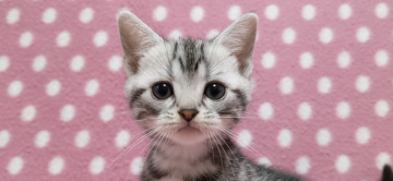 アメリカンショートヘア【愛知県・女の子・2021年3月7日・シルバータビー】の写真「元気いっぱいちょっとシャイな可愛いお姉さん♪」