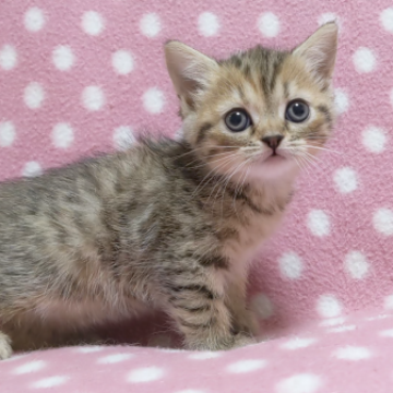 スコティッシュフォールド(立ち耳)【愛知県・女の子・2023年1月30日・ブラウンマッカレルタビー】の写真「クリクリおめめの元気で懐っこい女の子♪」