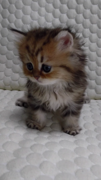 ペルシャ(チンチラ)【愛知県・女の子・2016年9月24日・シェーデッドゴールデン】の写真「おっとりな女の子です♪」