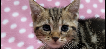 アメリカンショートヘア【愛知県・男の子・2020年8月23日・ブラウンタビー】の写真「キレイなブラウンタビーの柄です♪人懐っこいです♪」