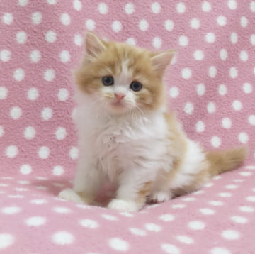 スコティッシュフォールド(立ち耳)【愛知県・女の子・2023年5月1日・レッドタビーホワイト（ロングヘアー）】の写真「可愛いお顔のハチワレさん♪優しい女の子♪」