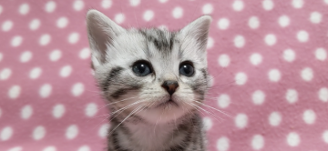 アメリカンショートヘア【愛知県・女の子・2021年4月28日・シルバータビー】の写真「くっきりキレイな柄の人懐っこい女の子♪」