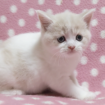 スコティッシュフォールド(立ち耳)【愛知県・女の子・2022年10月29日・クリームタビーホワイト】の写真「好奇心いっぱい♪元気いっぱい♪懐っこいたれ目ちゃん」