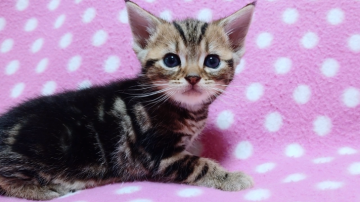 アメリカンショートヘア【愛知県・男の子・2020年4月16日・ブラウンタビー】の写真「元気いっぱい兄妹で毎日楽しく過ごしています♪」