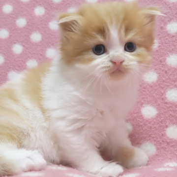 スコティッシュフォールド(立ち耳)【愛知県・男の子・2022年11月9日・レッドタビーホワイト（ロングヘアー）】の写真「寂しがりやの優しい性格の男の子♪」