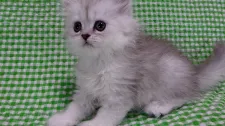 ペルシャ(チンチラ)【愛知県・女の子・2016年12月7日・シェーデッドシルバー】の写真1