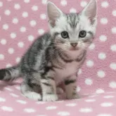 アメリカンショートヘア【愛知県・男の子・2023年4月2日・シルバータビー】の写真1「5/20撮影」