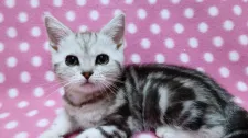 アメリカンショートヘア【愛知県・女の子・2019年3月22日・シルバータビー】の写真1「5/27撮影」