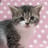 スコティッシュフォールド(立ち耳)【愛知県・男の子・2023年11月4日・ブラウンマッカレルタビーホワイト】の写真1「12/13撮影」