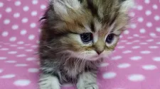 ペルシャ(チンチラ)【愛知県・女の子・2016年11月14日・シェーデッドゴールデン】の写真2