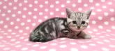 アメリカンショートヘア【愛知県・女の子・2024年7月21日・シルバータビー】の写真2